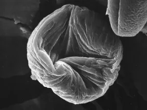 Fig 1B