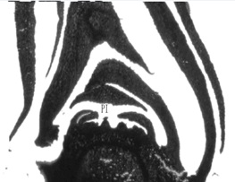 Fig1L