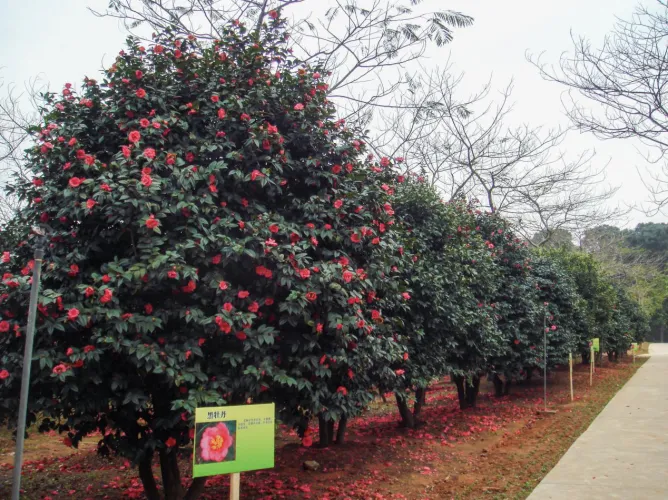 Foshan Seascape Forestry Park 01