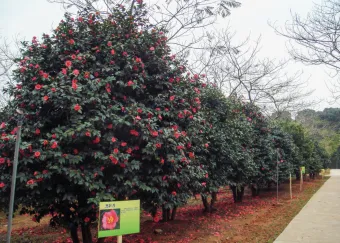 Foshan Seascape Forestry Park 01