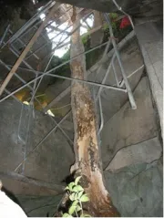 Fixing the tree 