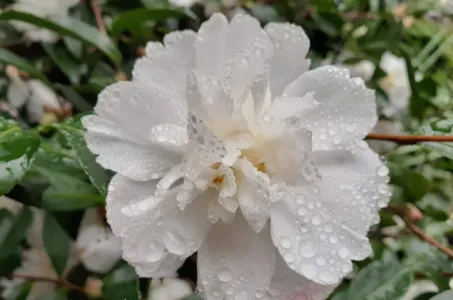 C.sasanqua 'Pure Silk'