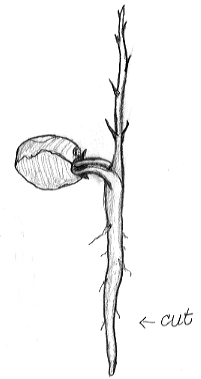 Camellia seed root unfolding