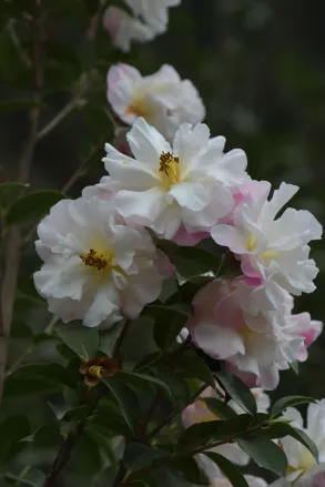 C Reticulata Xuejiao