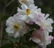 C Reticulata Xuejiao