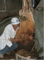 treating soil under the decomposed stump