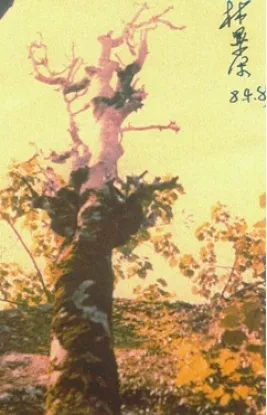 camellia tree in 1984
