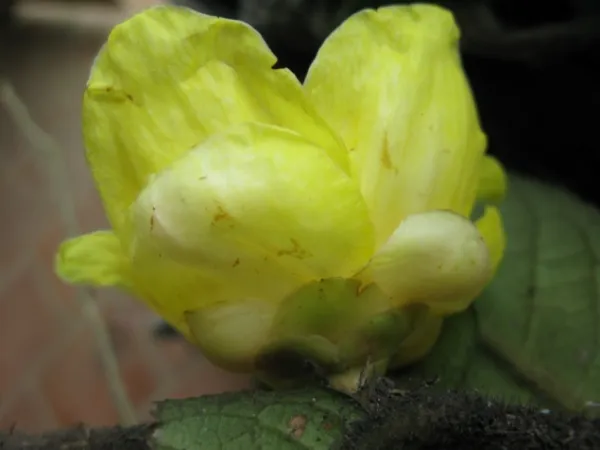 Camellia hirsute