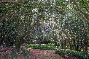 Camellia Garden