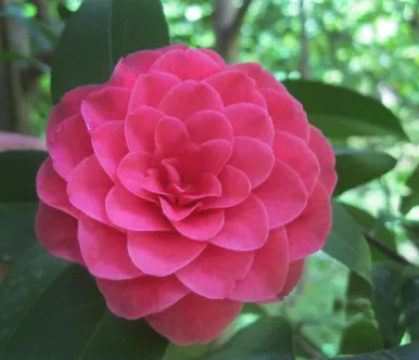 C. j. Madam Haas