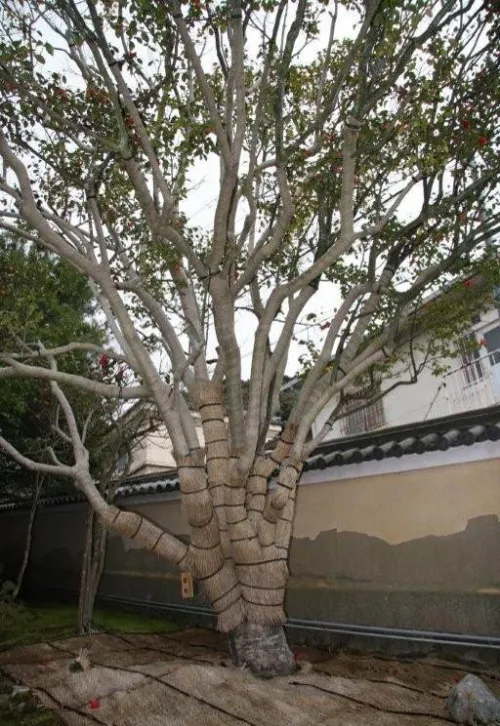 Jikko at Reikanji temple with roots and trunk protected