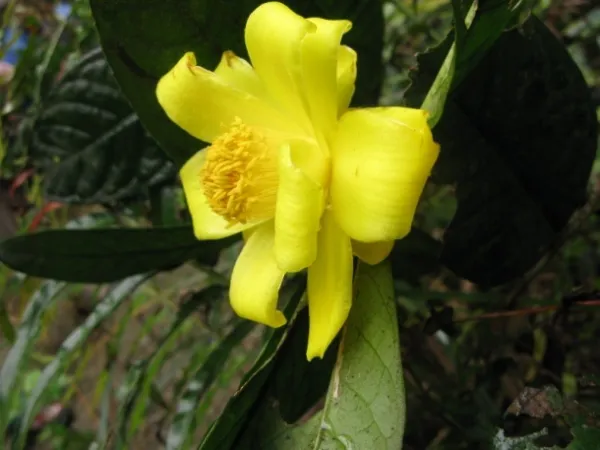 Camellia petelotii