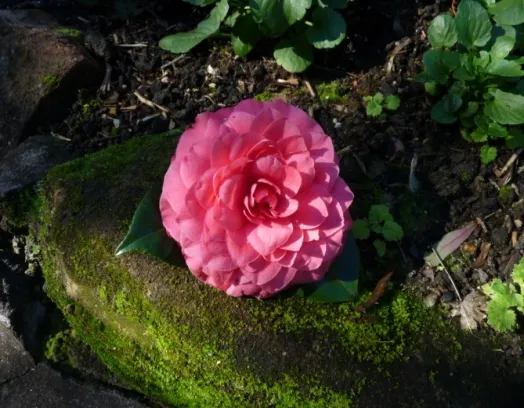 C. japonica ‘Henry Price’ 
