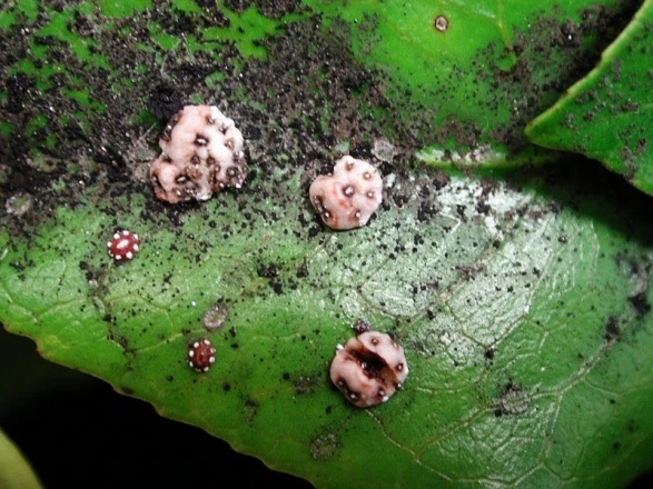 Adult females and Ceroplastes sinensis nymphs