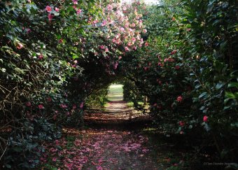 Antony Woodland Garden Camellias walk