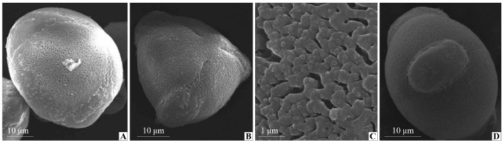 Pollen morphology of Camellia rosthorniana 