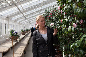 Visitor admiring camellias at 2012 Camellia Festival
