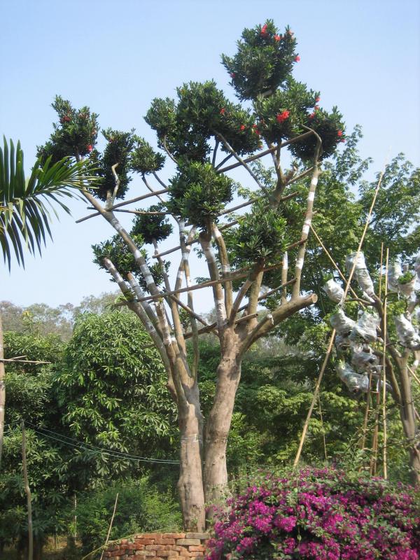 Big camellia tree grafting