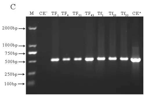 Fig 3C
