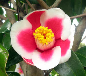 C. 'Tama-no-ura'