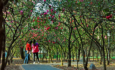 Forest of Camellia reticulatas