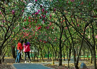 forest of Camellia reticulata400