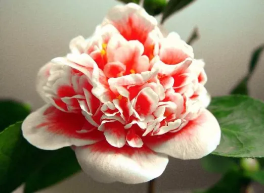 ‘Longhuozhu’
