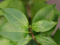 Green mottle symptoms 