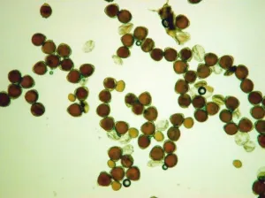 Fig 2H