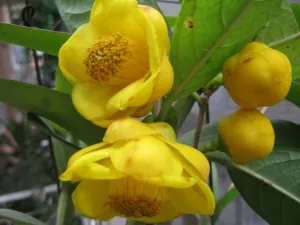 Camellia phanii