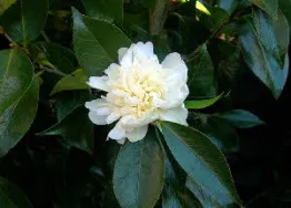 C. japonica 'Eng. José Gil'
