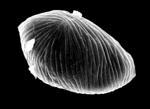 Fig 1F