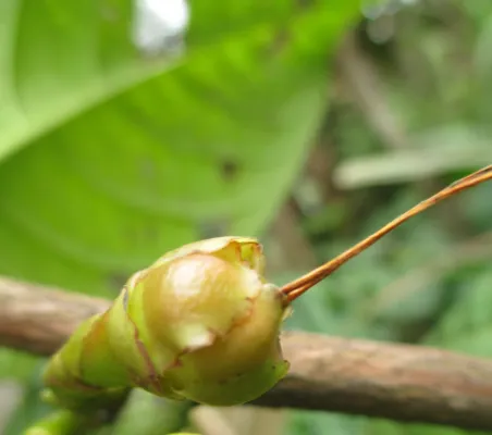 Fig