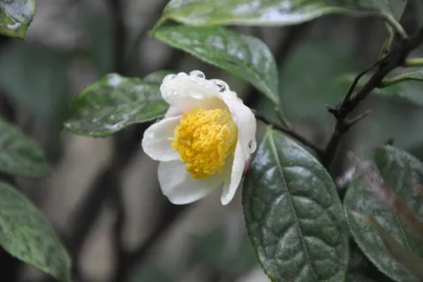 Fig 1F