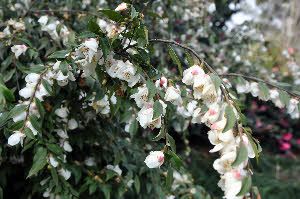 C.minutiflora