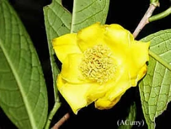 camellia crassiphylla