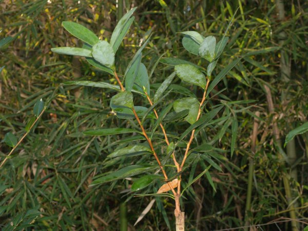 successful camellia bark graft