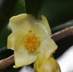 C. micrantha