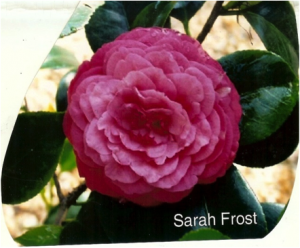 Camellia Japonica Sarah Frost