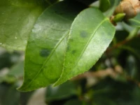 Green mottle symptoms 