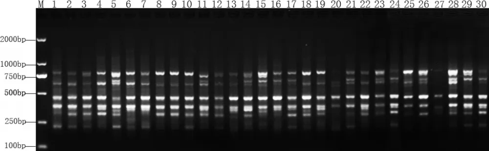ISSR profiles of Taohua 