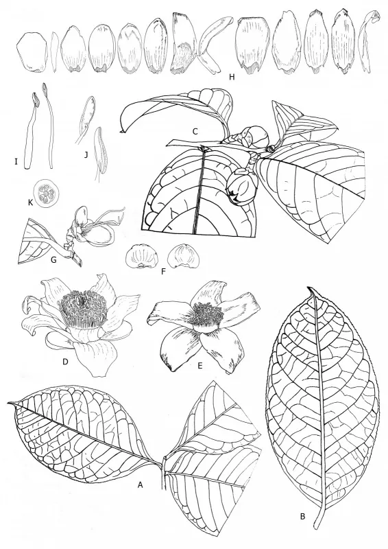 Plate1