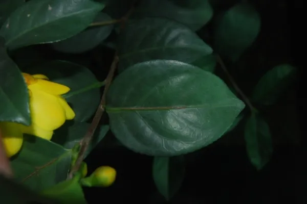 C.chuongtsoensis