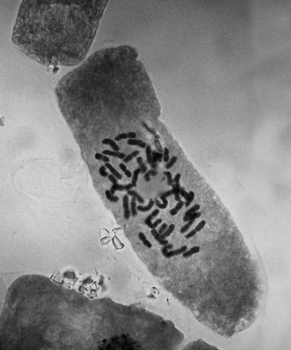 Fig 1D