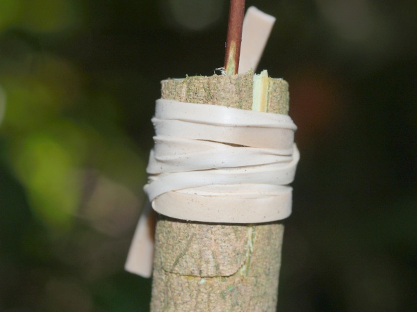 Prepare a camellia scion for grafting