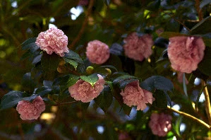 C.japonica 'Dom Fernando II de Portugal'