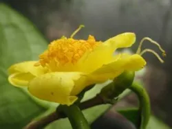 Camellia crassiphylla