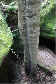 waterlogged soil with very limited underground space