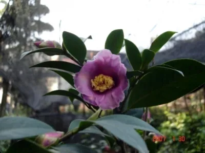 ‘Xinzi’
