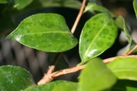 Green mottle symptoms 